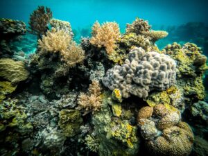 Snorkling Coron Palawan Island