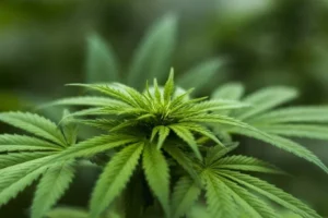 Pohon Ganja