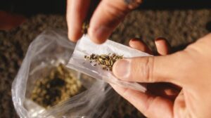 Tembakau Sinte atau Ganja Sintetis