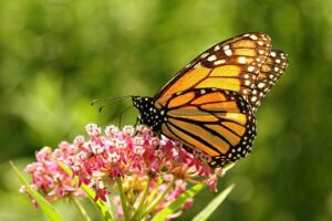 Kupu-Kupu Monarch