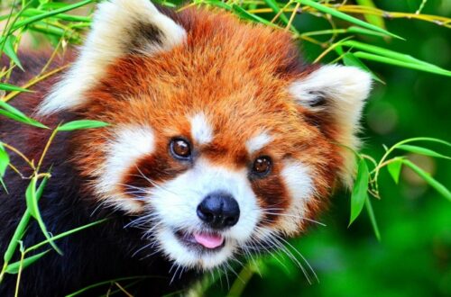 Gambar Hewan Panda Merah