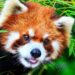 Gambar Hewan Panda Merah