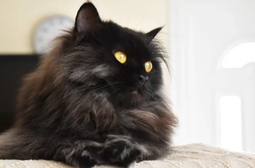 Mitos Kucing Hitam