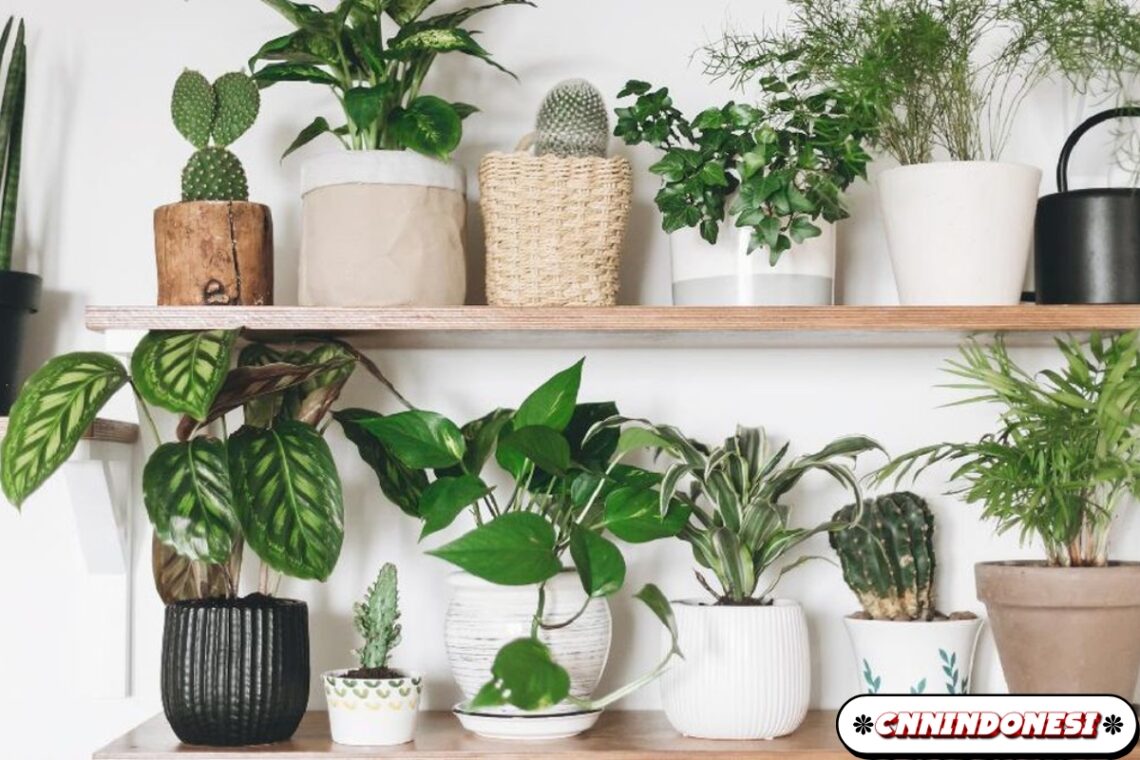 7 Tanaman Hias yang Bisa Bantu Kualitas Udara di Rumah