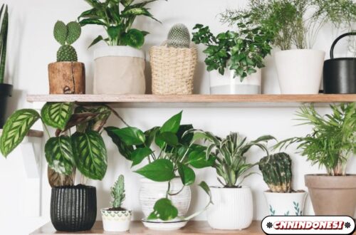 7 Tanaman Hias yang Bisa Bantu Kualitas Udara di Rumah